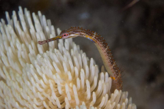 schultz_pipefish