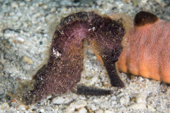 seahorse
