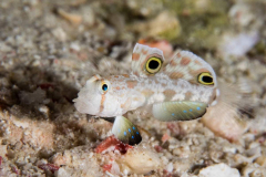 signal_goby