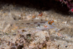 signalfin_sandgoby