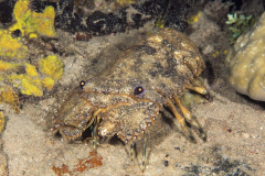 slipper_lobster