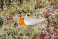 spotted_parrotfish-juvenile