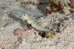 spotted_shrimpgoby