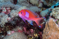 squarespot_anthias.jpg