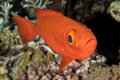 squirrelfish