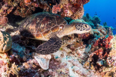 turtle