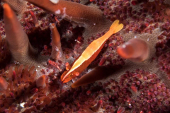 urchin_shrimp