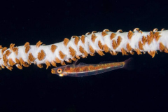 whip_coral_goby