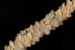 Ankers_Whip_Coral_Shrimp