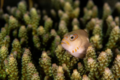 Arc-Eye_Hawkfish