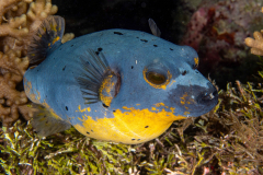 Blackspotted_Puffer