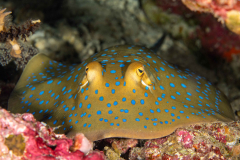 Blue-Spotted_Ribbontail_Ray