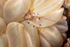Bubble_Coral_Shrimp