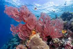 Coral1
