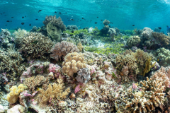 Coral2