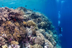 Coral3