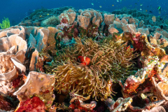 Coral4