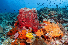 Coral5