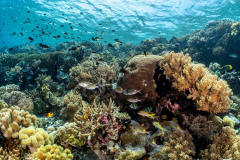 Coral6
