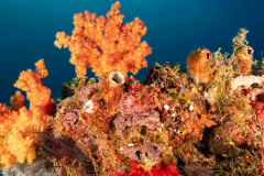 Coral7