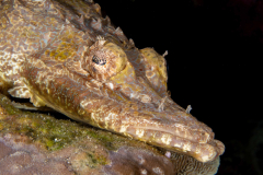Crocodile_Flathead