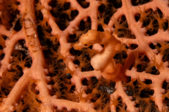 Denises_Pygmy_Seahorse1