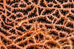 Denises_Pygmy_Seahorse2