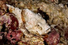 Devil_Scorpionfish