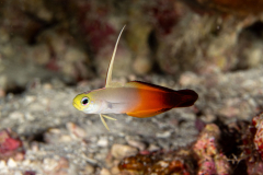 Fire_Dartfish