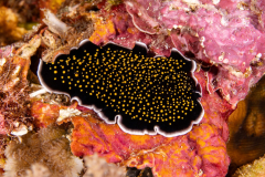 Flatworm