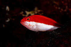 Freckled_Hawkfish-Juvenile Freckled_Hawkfish-Juvenile