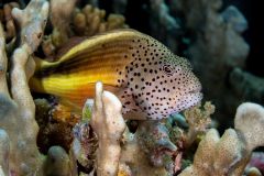 Freckled_Hawkfish