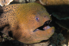 Giant_Moray