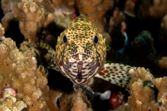 Honeycomb_Grouper