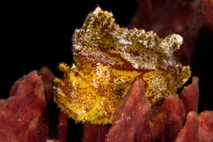 Leaf_Scorpionfish1