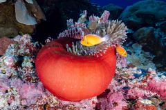 anemone
