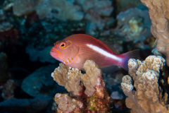 arc-eye_hawkfish