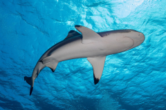 blacktip1