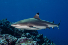 blacktip10