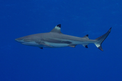 blacktip12