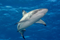 blacktip5