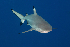 blacktip7