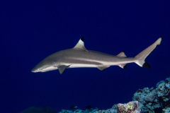 blacktip8