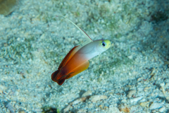 fire_dartfish