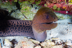 giant_moray