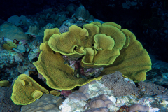 lettuce_coral