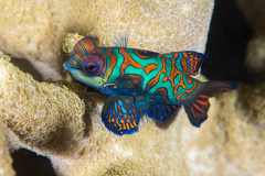mandarinfish1