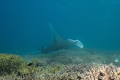 manta1