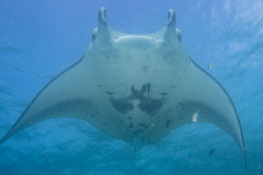 manta2