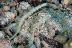 network_pipefish
